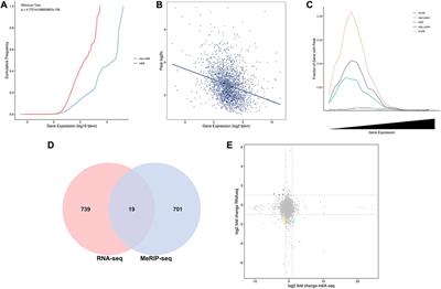 Identification and functional analysis of m6A in the mammary gland tissues of dairy goats at the early and peak lactation stages